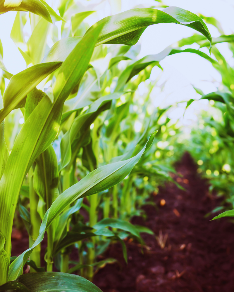 Rows of corn plants with close up on leaves